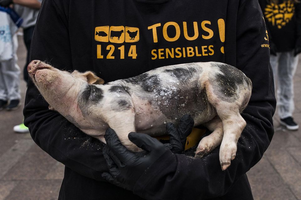 Le porc, un produit de masse - QUATRE PATTES en Suisse - organisation de  protection des animaux